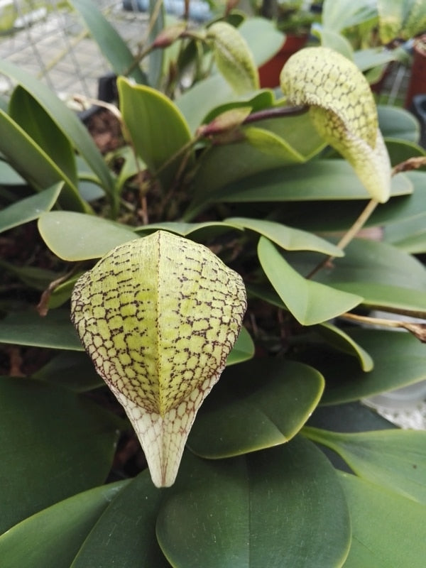 Bulbophyllum arfakianum x bufordiense