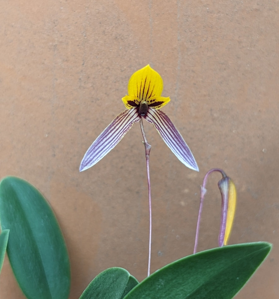 Bulbophyllum bolsteri