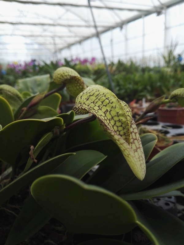 Bulbophyllum bufordiense x arfakianum