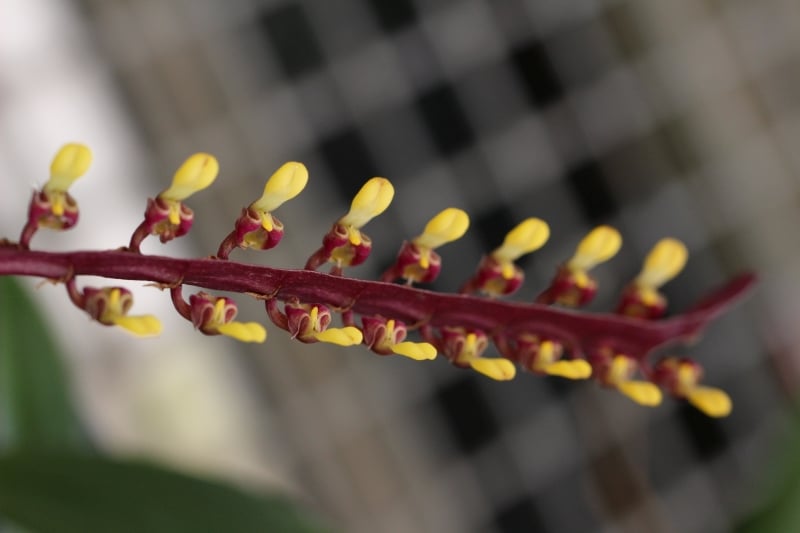Bulbophyllum falcatum