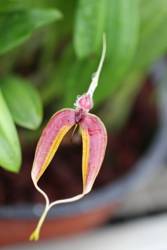 Bulbophyllum masdevalliaceum