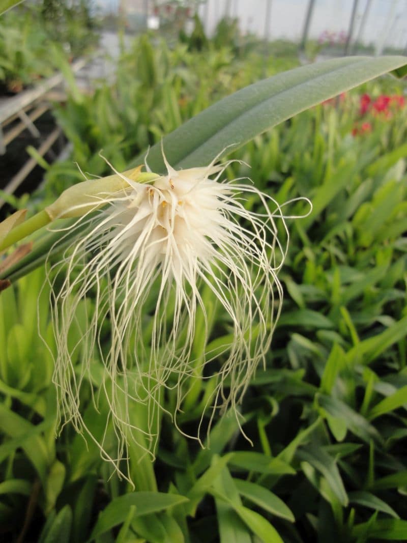 Bulbophyllum medusae