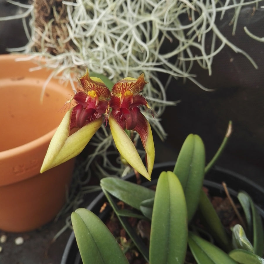 Bulbophyllum pingtungense