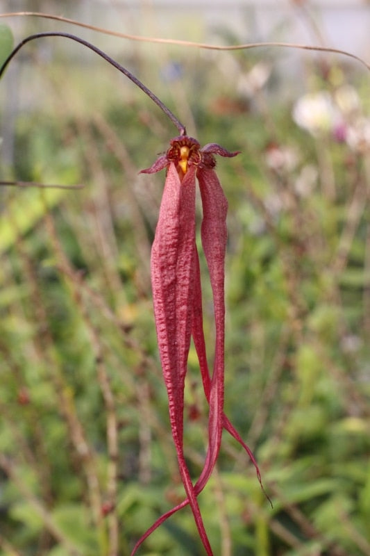 Bulbophyllum plumatum x longissimum