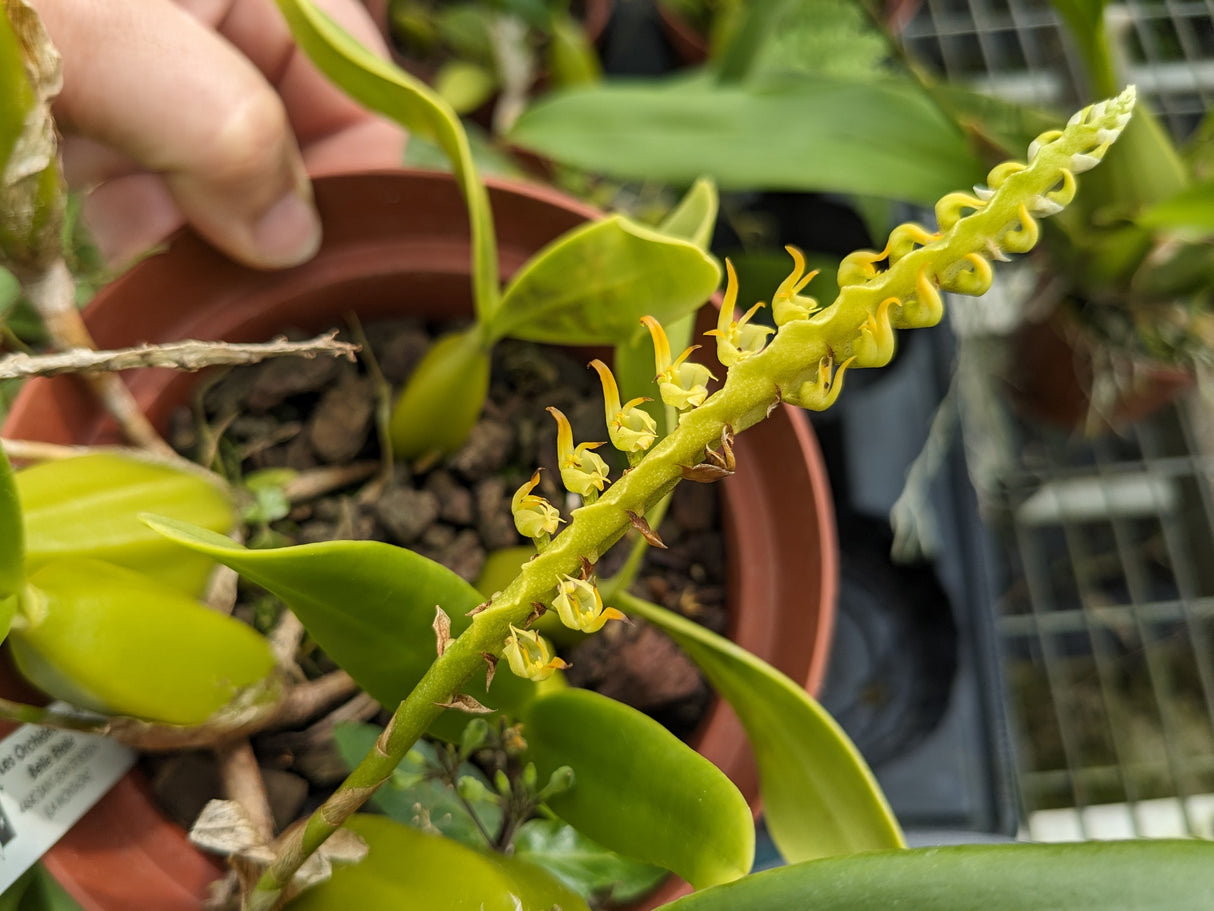 Bulbophyllum scaberulum