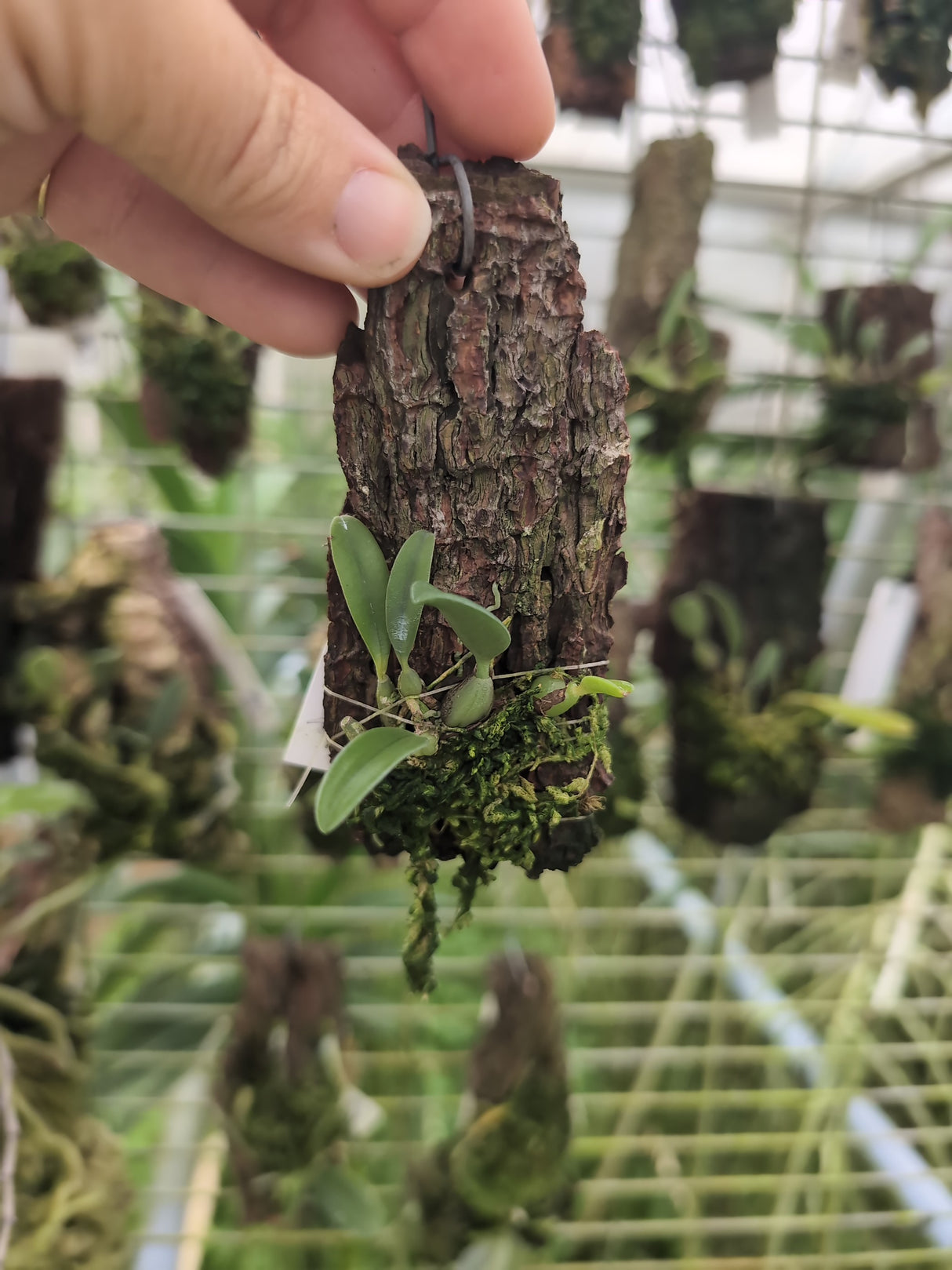 Bulbophyllum setaceum