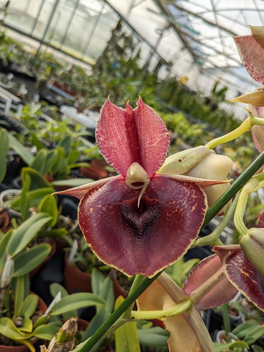 Catasetum Orchidglade