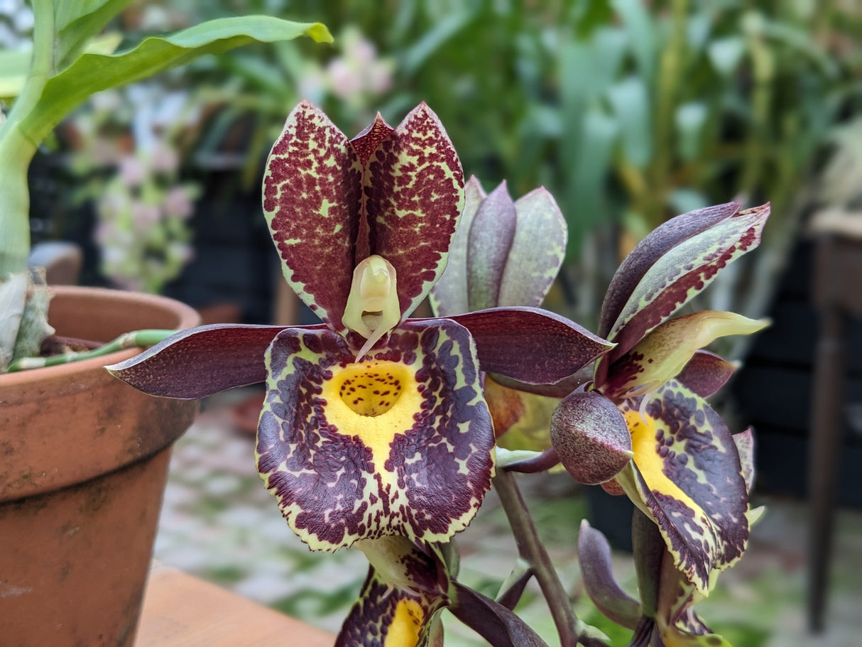 Catasetum Gerhard Leiste