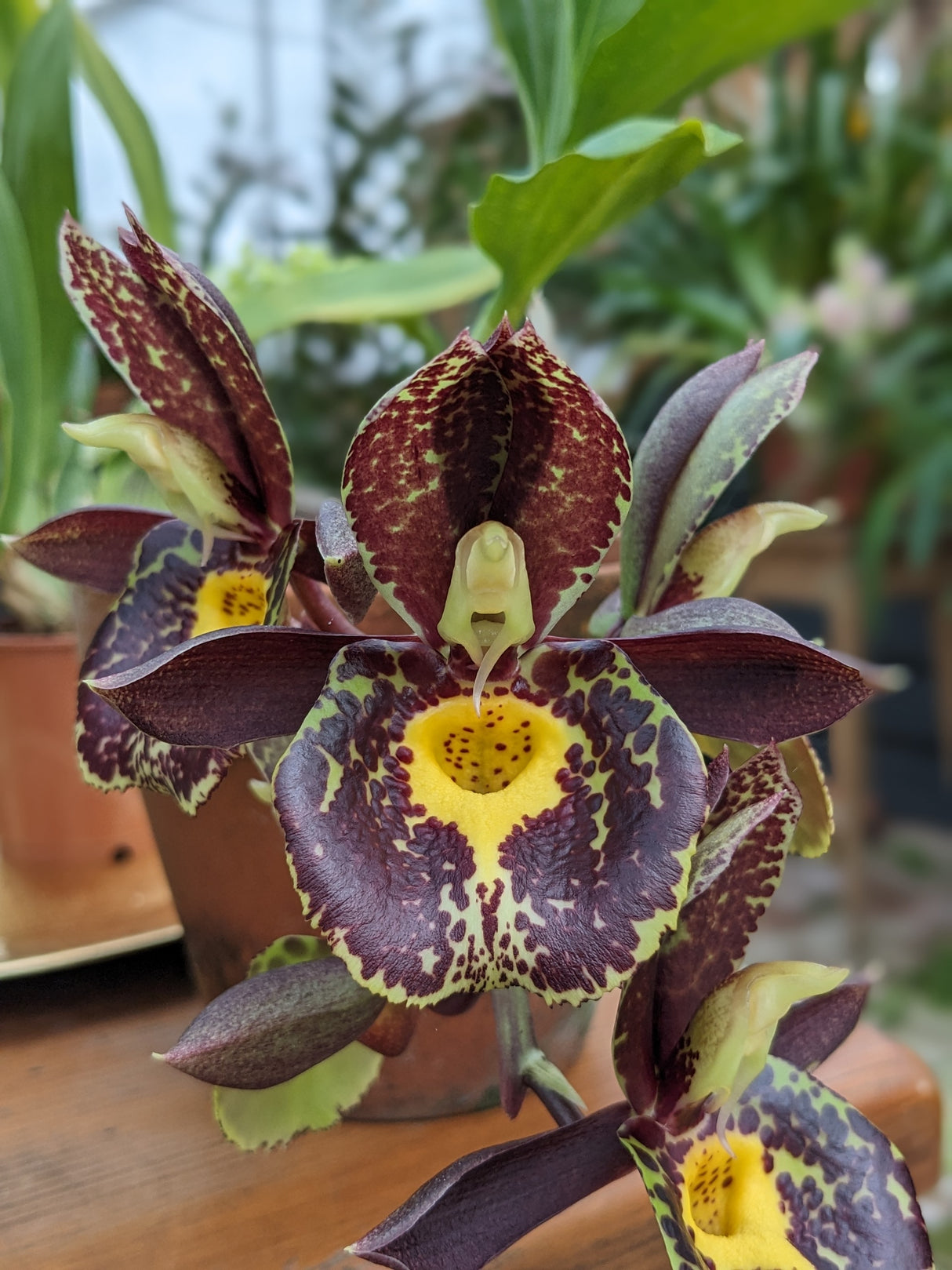 Catasetum Gerhard Leiste