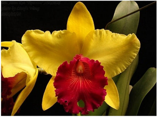 Cattleya Alma Kee "Tipmalee" AM/AOS