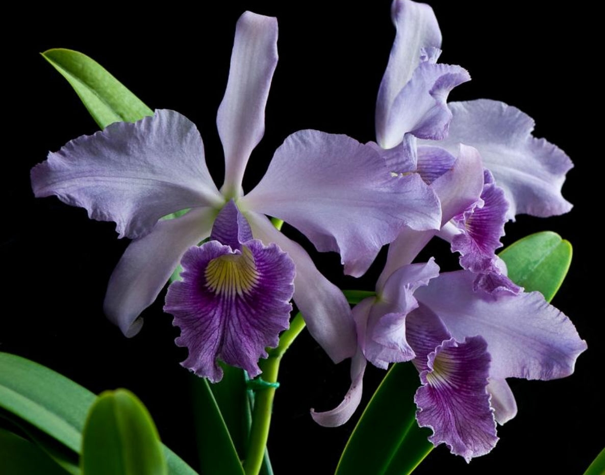 Cattleya Canhamiana 'Azure Skies"