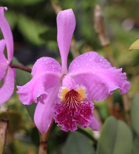 Cattleya lueddemanniana