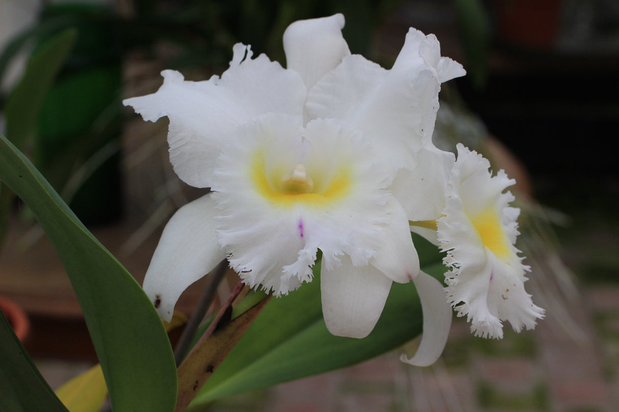 Cattleya Pastoral Innocence