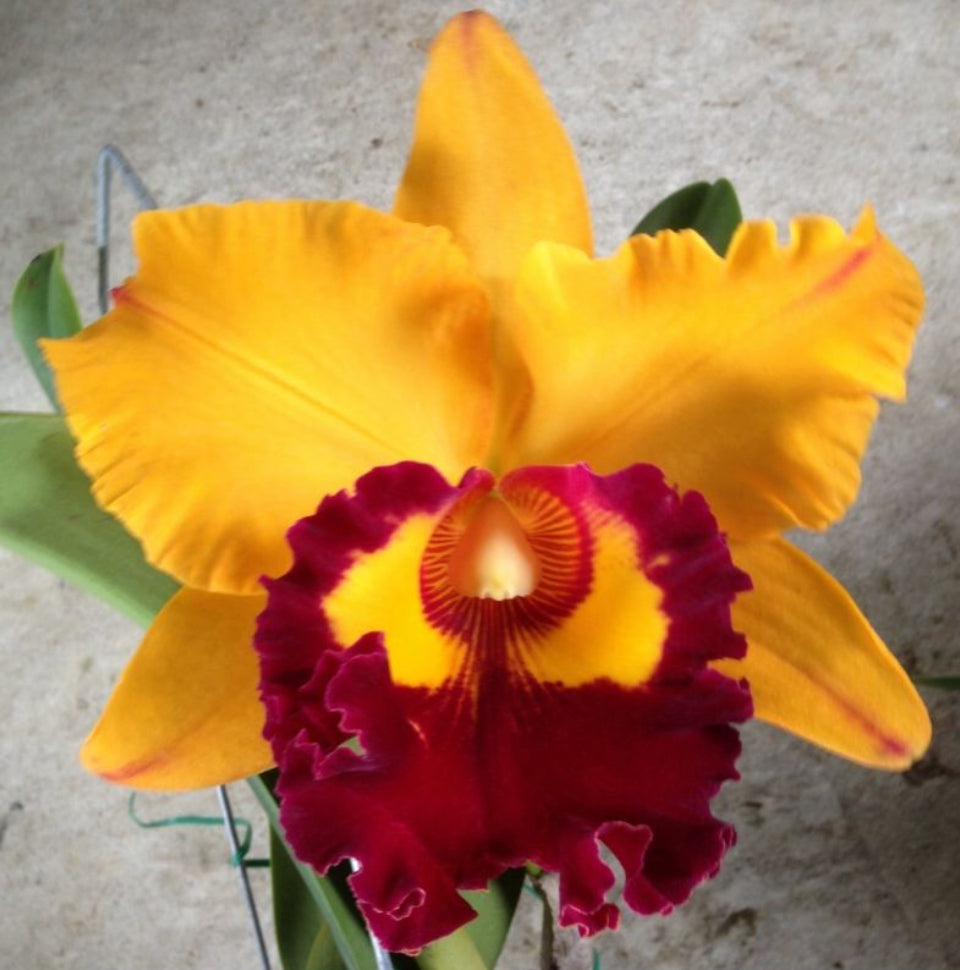 Cattleya Chunyeah GoodLife