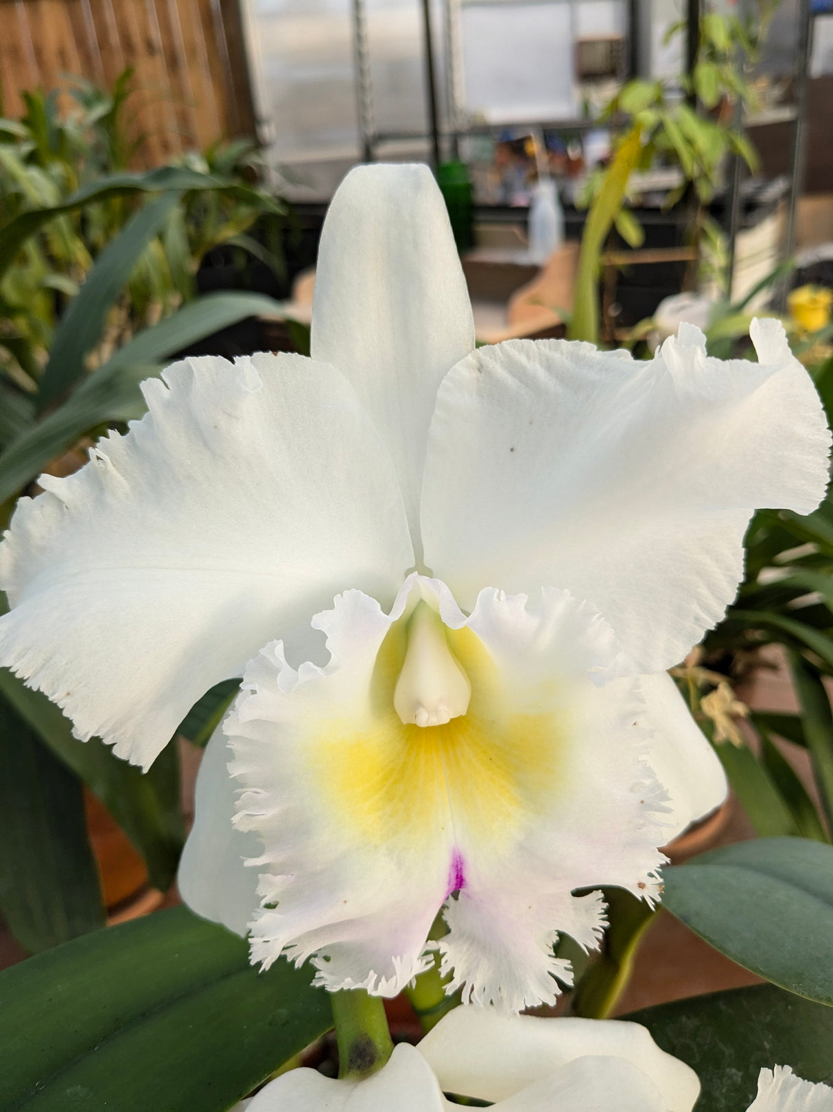 Cattleya Pastoral Innocence