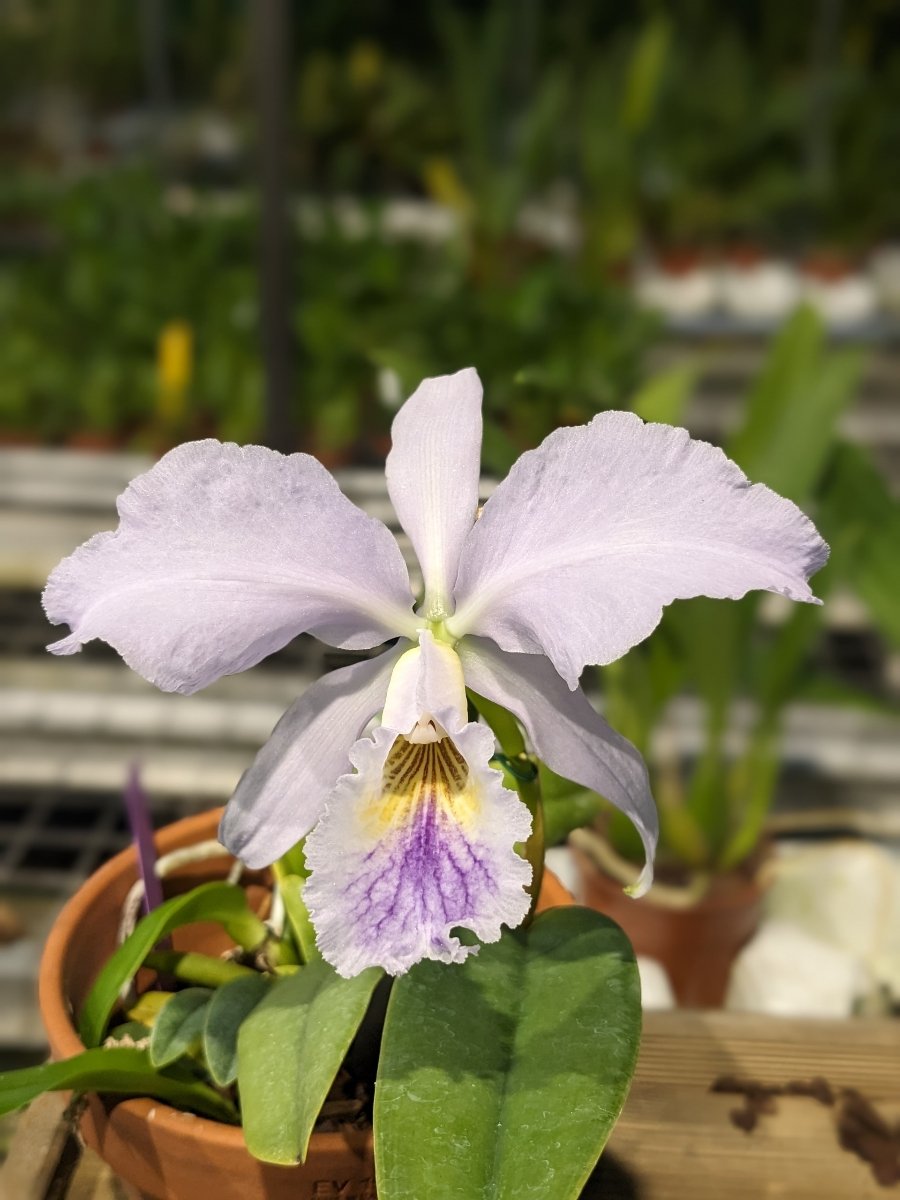 Cattleya labiata var. coerulea