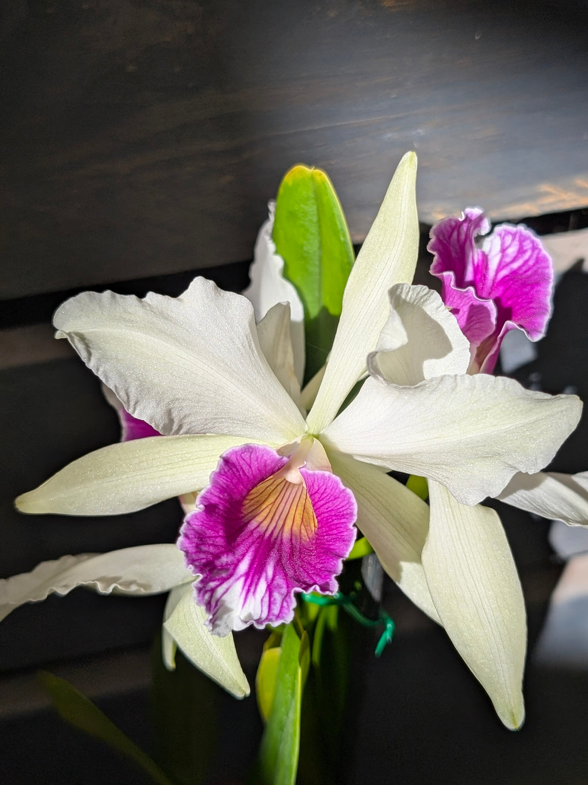 Laelia purpurata var. roxo-bispo