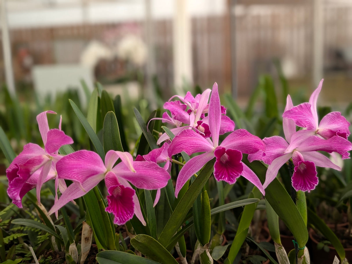 Laelia purpurata var. sanguinea