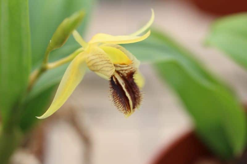 Coelogyne fimbriata