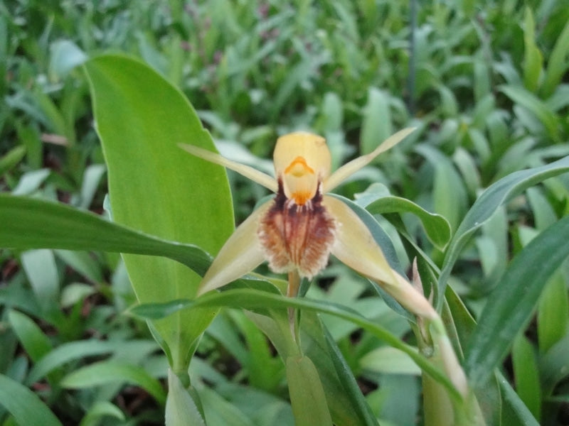 Coelogyne fimbriata