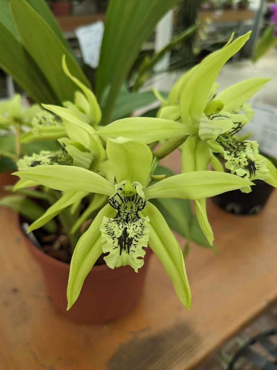 Photo fleur de Coelogyne pandurata