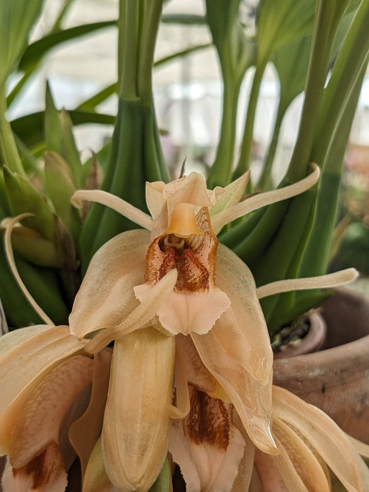 Coelogyne salmonicolor