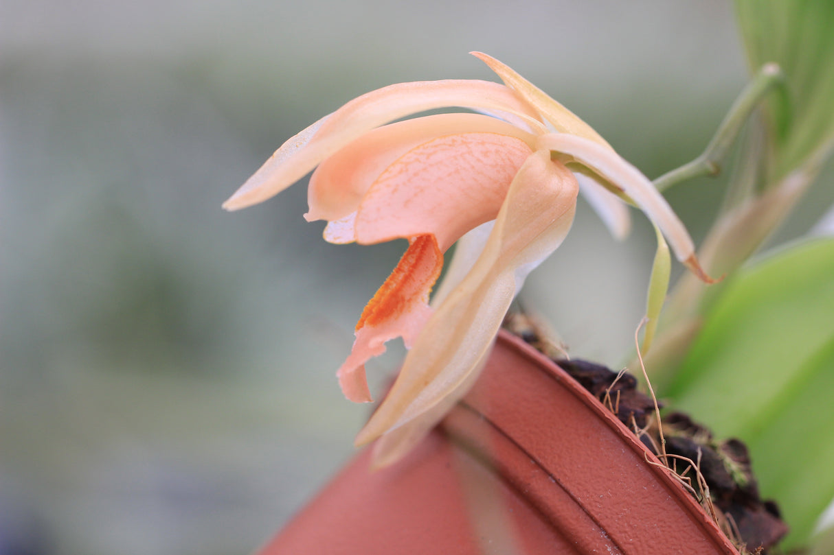 Coelogyne salmonicolor