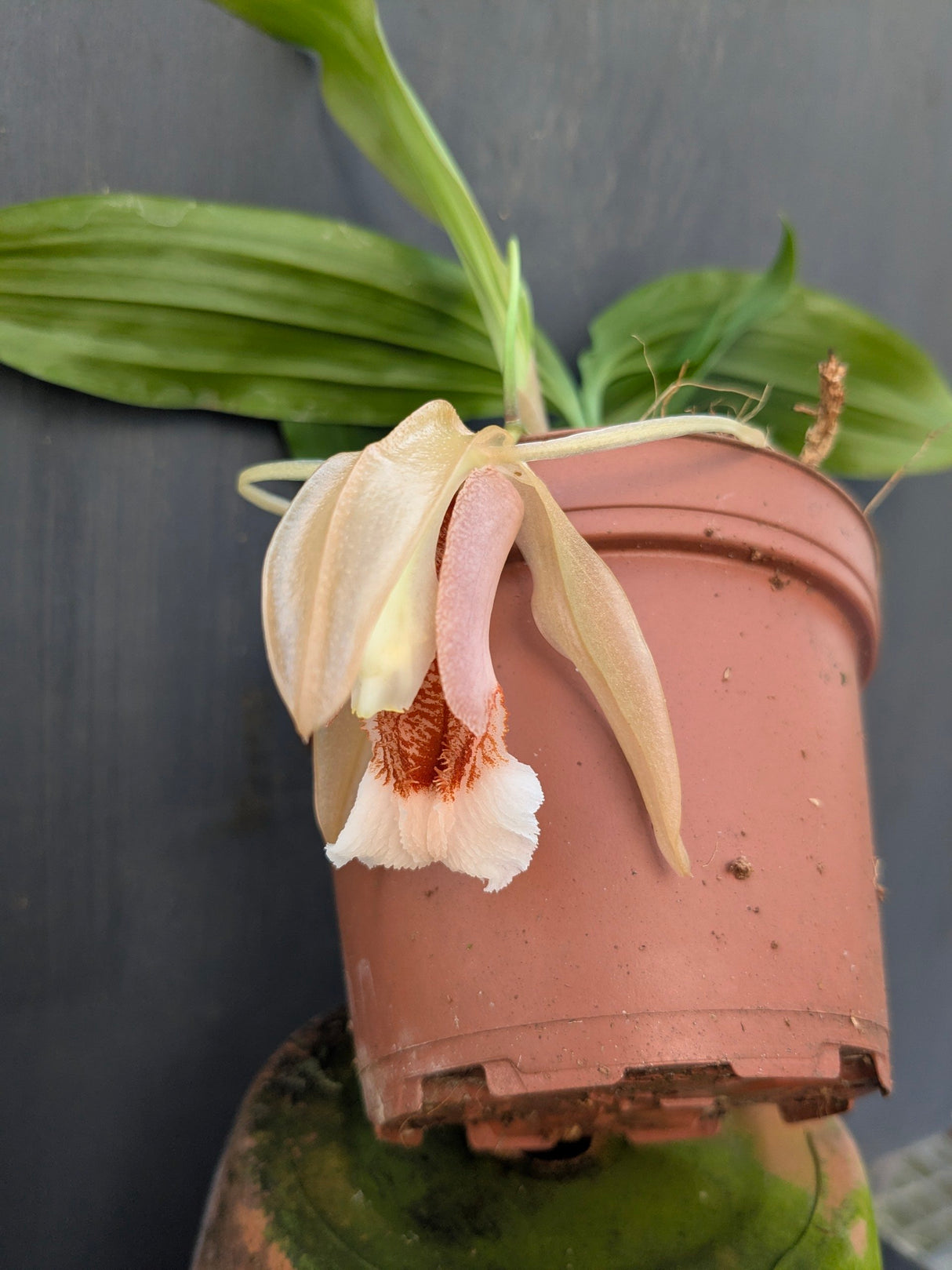 Coelogyne speciosa