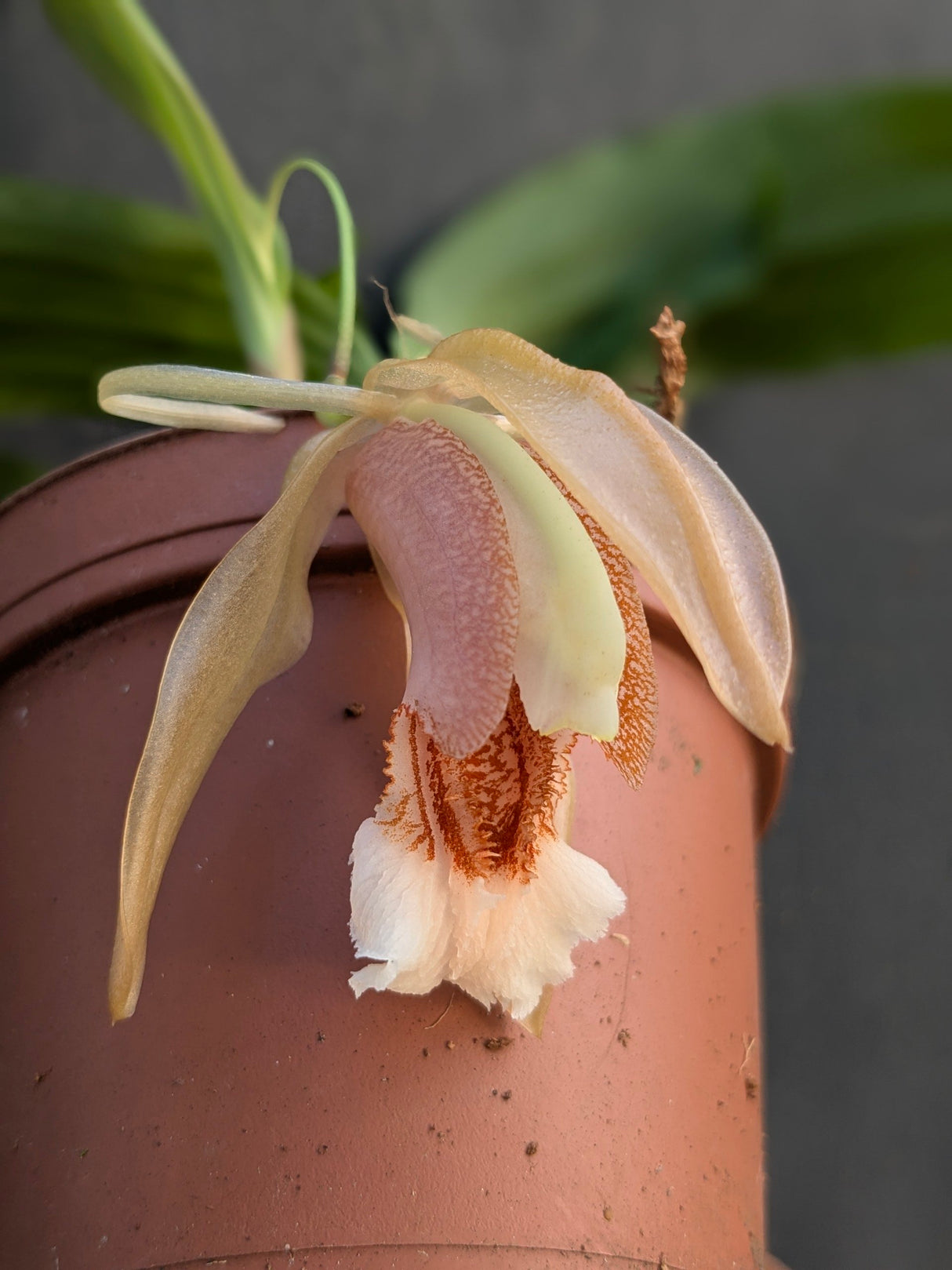 Coelogyne speciosa