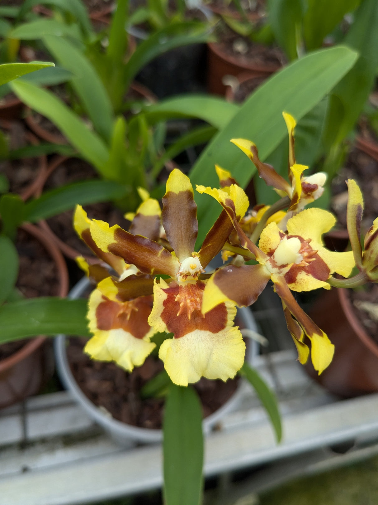 Colmanara Samba Exotica
