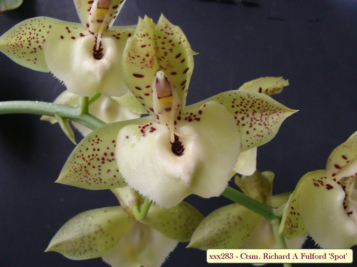 Catasetum Richard Fulford Spot