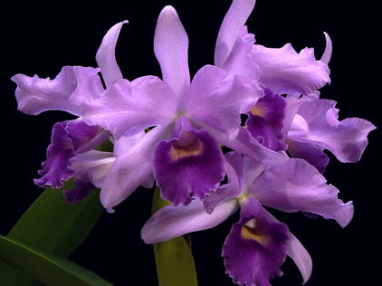 Cattlianthe Poor Paul 'Blue Heaven'