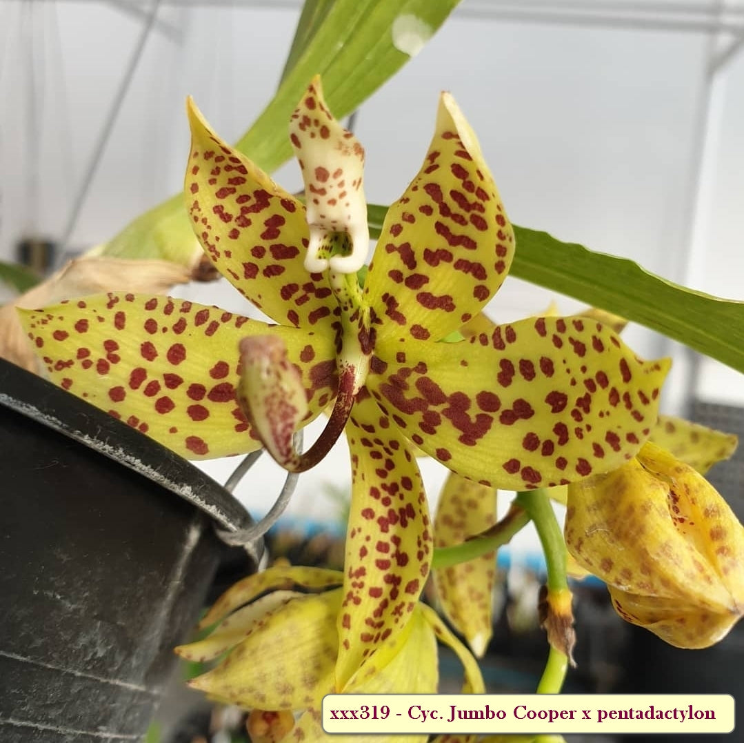 Cycnoches Jumbo Cooper x pentadactylon