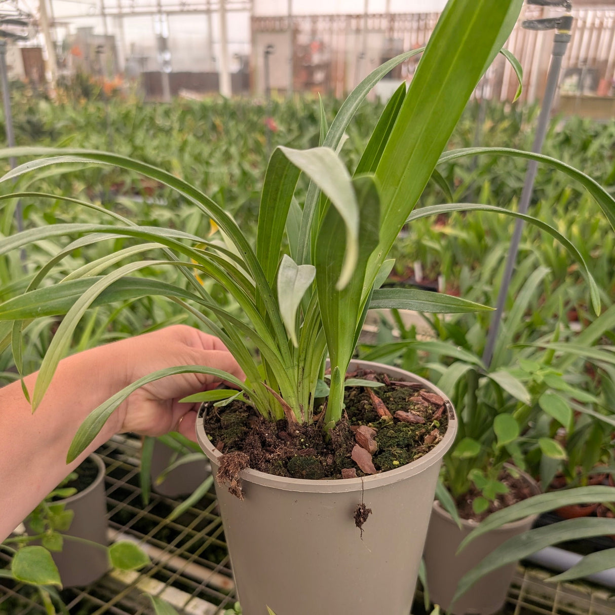 Cymbidium Lucky Gloria 'Aguri'