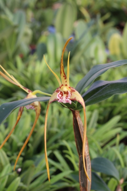 Fleur de Dendrobium tetragonum