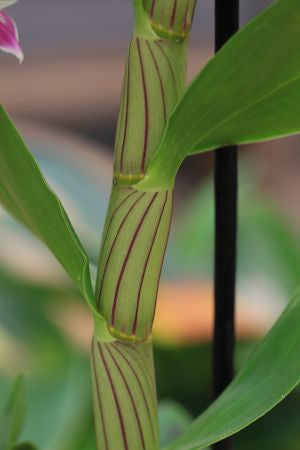 Dendrobium amethystoglossum