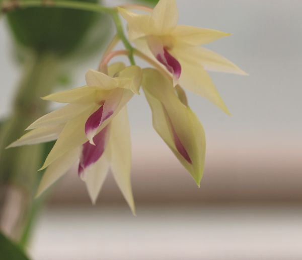 Dendrobium amethystoglossum