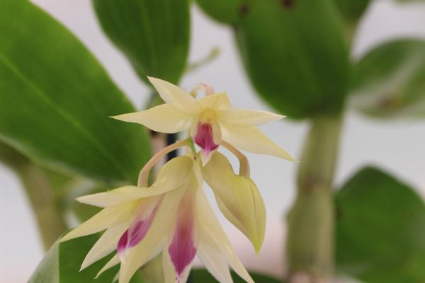 Dendrobium amethystoglossum