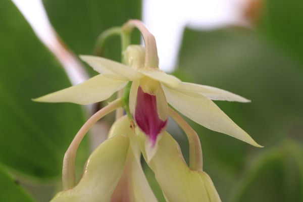 Dendrobium amethystoglossum