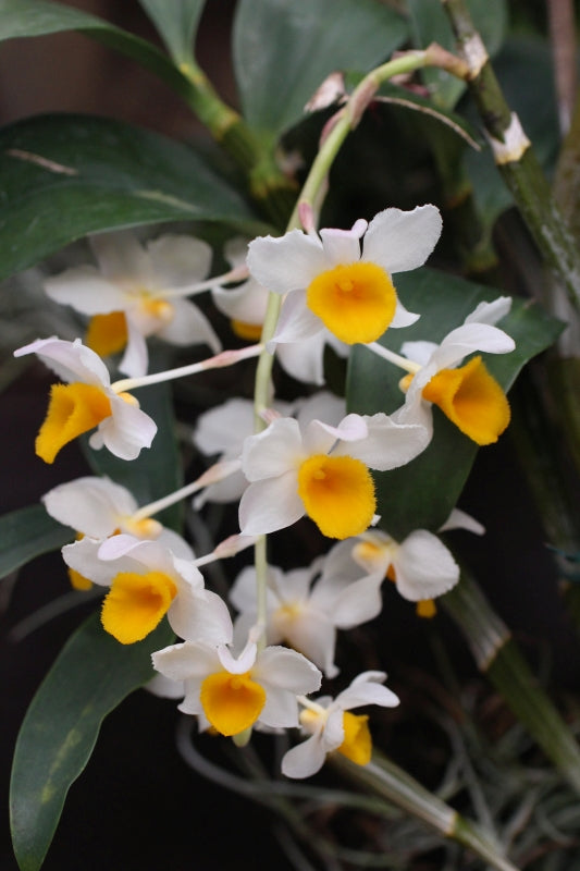 Dendrobium thyrsiflorum