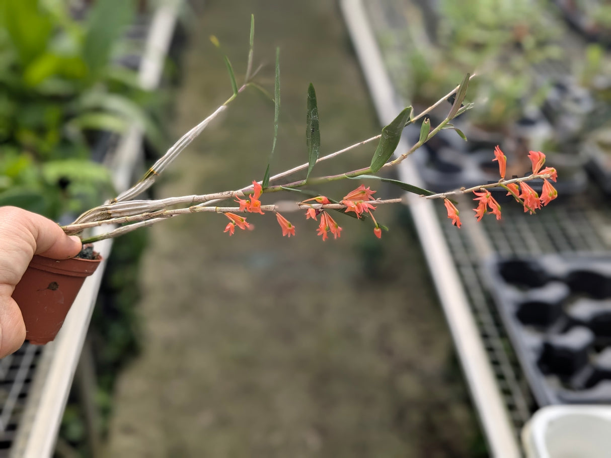 Dendrobium faciferum