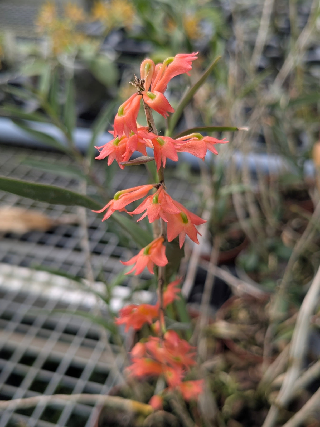 Dendrobium faciferum