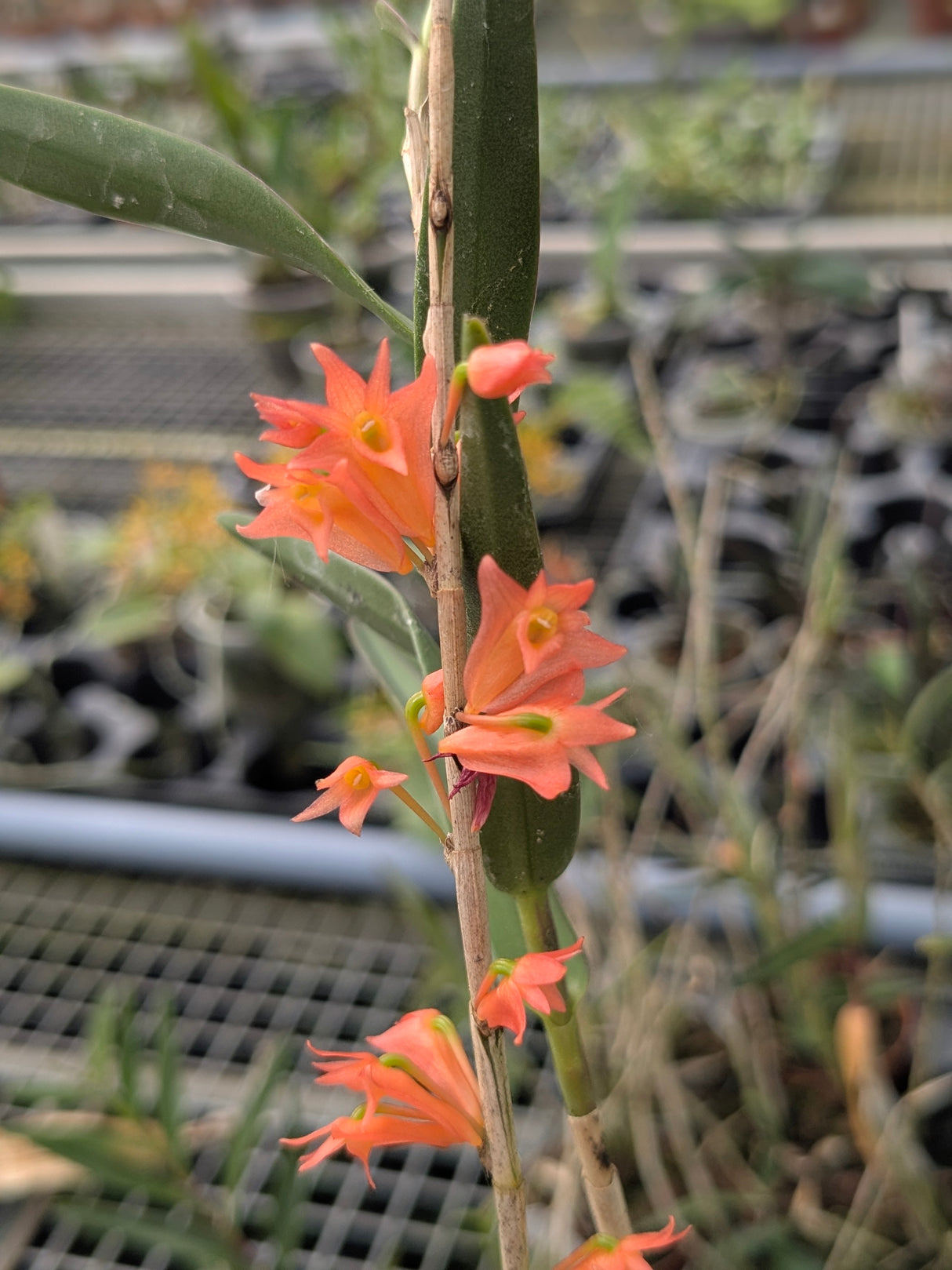 Dendrobium faciferum