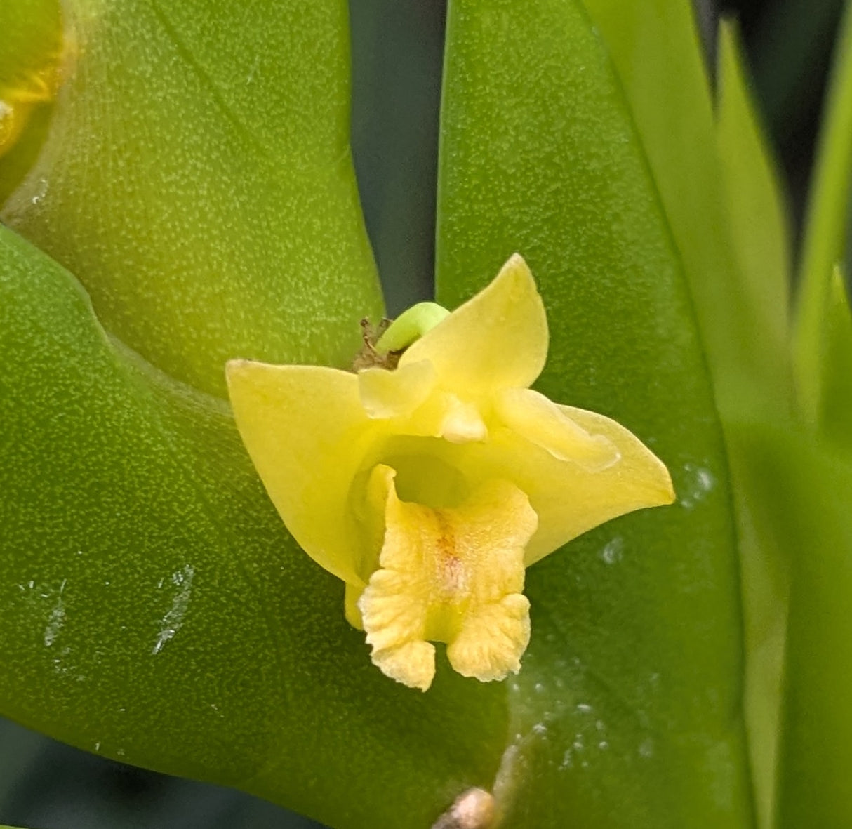 Dendrobium keithii