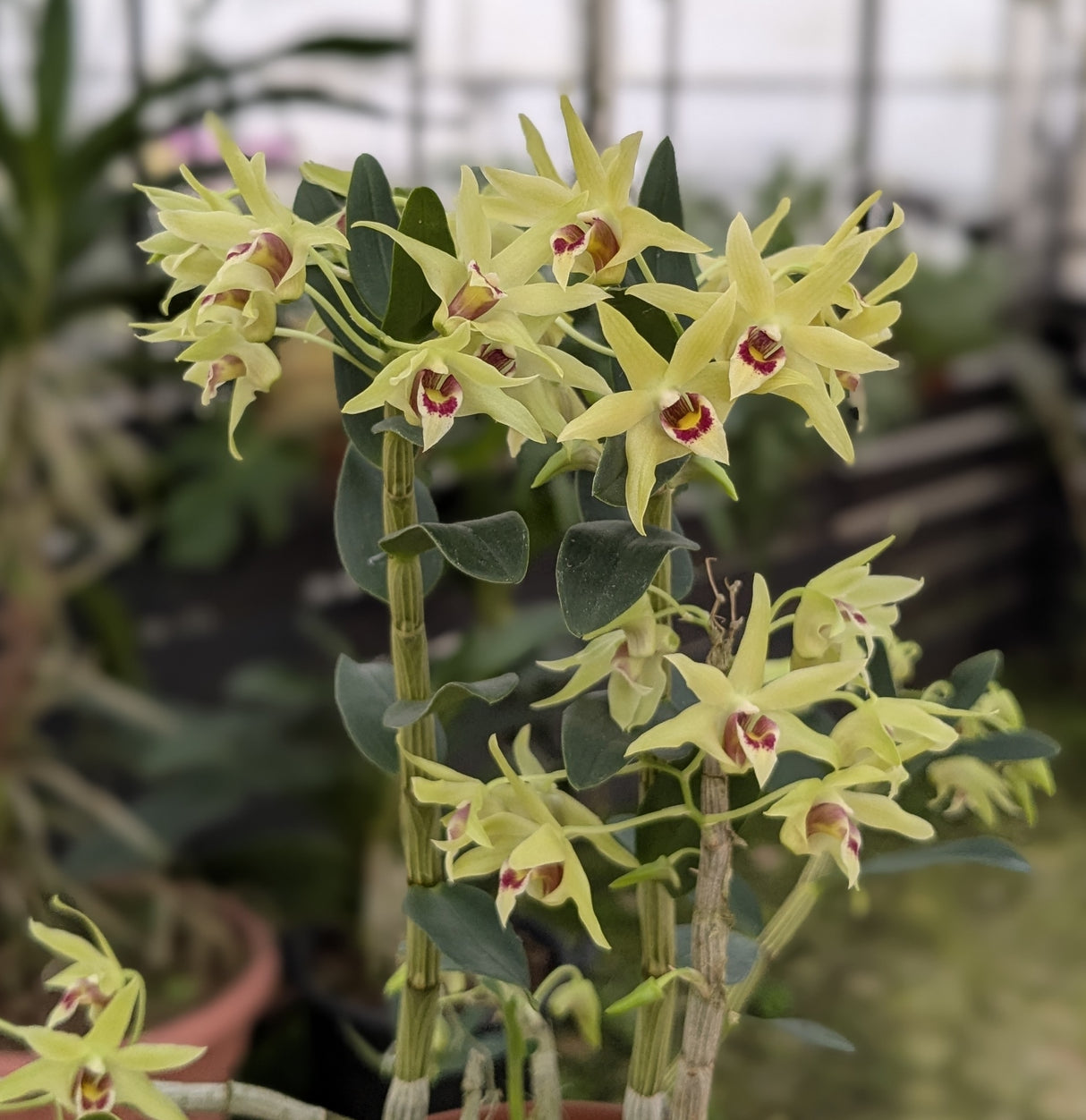 Dendrobium officinale