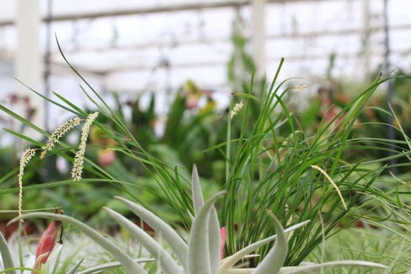Dendrochilum luzonense