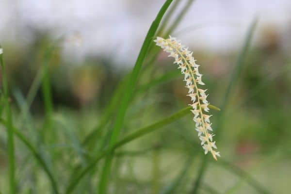 Dendrochilum luzonense