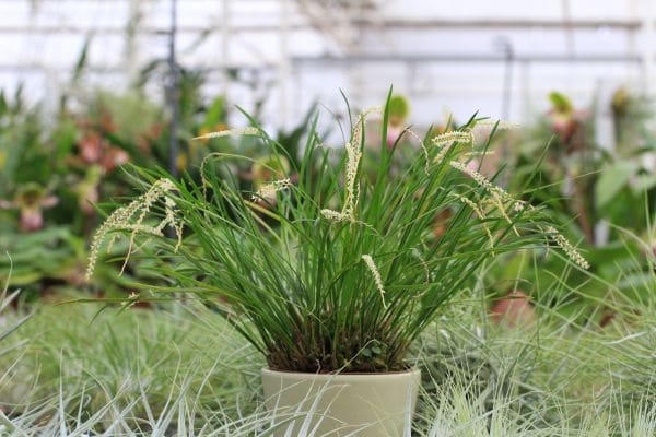 Dendrochilum luzonense