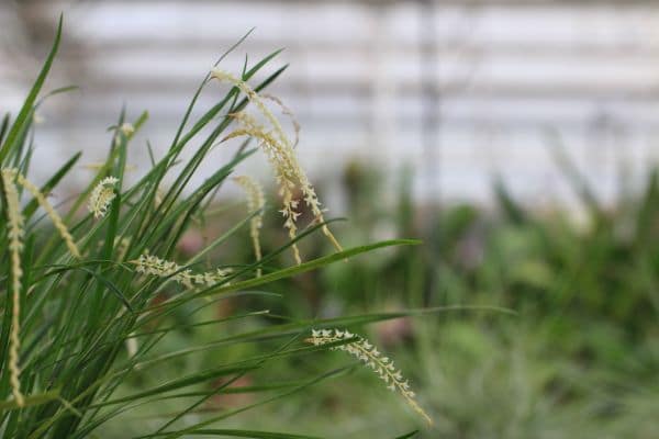 Dendrochilum luzonica