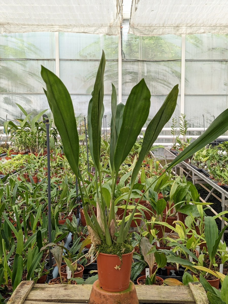 Dendrochilum abbreviatum non fleuri